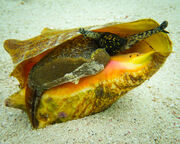 Queen Conch.jpeg