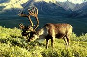 Reindeer.jpg