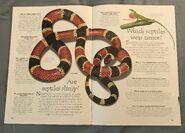 Reptiles (Over 100 Questions and Answers to Things You Want to Know) (5)