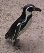 Rodger Williams Park Zoo Penguin