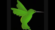 Safari Island Hummingbird