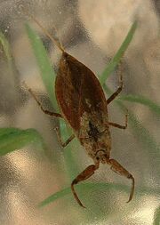Water Scorpion.jpg