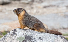 Yellow-bellied marmot.jpg