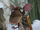 Ratso (The Ugly Duckling and Me!)