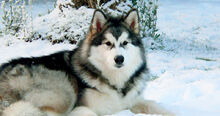 Alaskan-Malamute-facts-featured.jpg