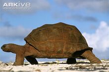 Aldabra-giant-tortoise-walking.jpg