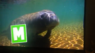 Animal Atlas Manatee