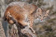 Bobcat (Lynx Rufus)