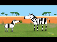Grant's Zebra