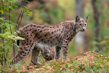 Eurasianlynx5.jpg