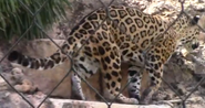 Jacksonville Zoo Jaguar