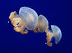 White-Spotted Jellyfish