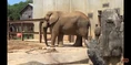 Knoxville Zoo Elephant.png (2.16 MB)