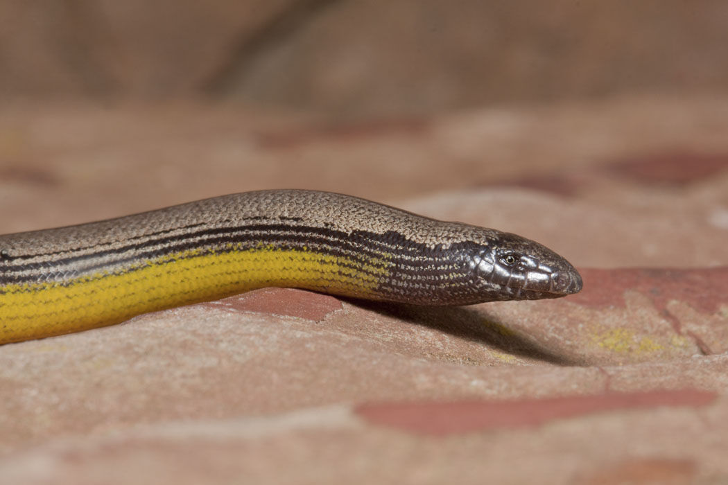 Legless lizard, California.jpg