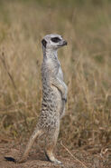 Meerkat in South Africa