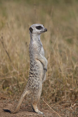 72 Most Dangerous Animals: Africa | The Parody Wiki | Fandom 72 Most Dangerous Animals: Africa | The Parody Wiki | Fandom