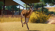 Planet Zoo Springbok