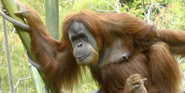 San Diego Zoo Orangutan