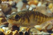Three-spined-stickleback.jpg