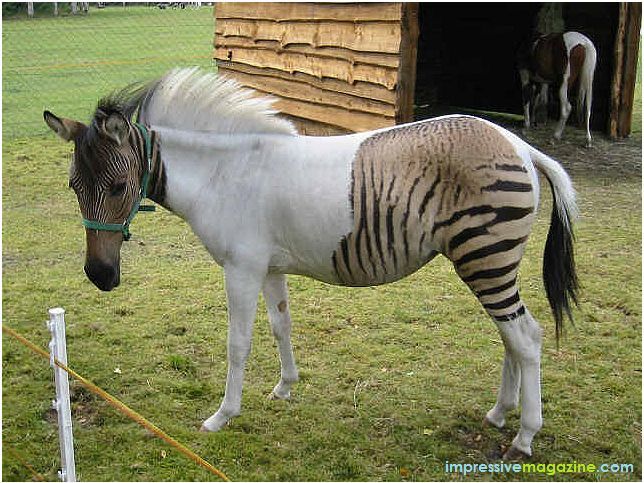 zebra horse hybrid