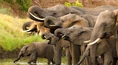 1652534-zimbabweelephantsreuters-1520334863-526-160x120.jpg (63 KB)