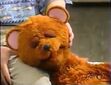 Alan puts Baby Bear to sleep for a hibernation nap