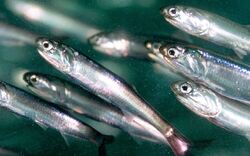 Anchovies.jpg