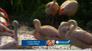 Animal Atlas Flamingos