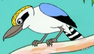 Laughing Kookaburra