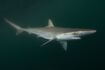 Pacific Sharpnose Shark as Byronosaurus