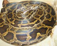 Burmese Python as Boa Constrictor