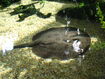 Smooth-Backed River Stingray