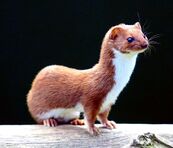 Weasel.jpg