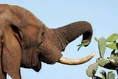 152304-004-3D354686 Elephant.jpg (25 KB)