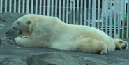 Alaska Zoo Polar Bear.png (2.22 MB)