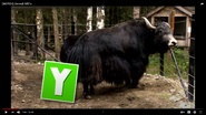 Animal Atlas Yak