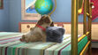 Bingo and Rolly fell asleep in Bob's bed