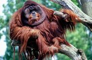 Bornean orangutan