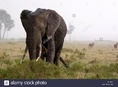 Elephants-in-rain-storm-BF4574.jpg (151 KB)