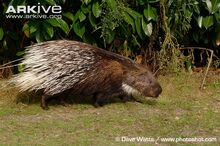 Indian-crested-porcupine-side-profile-captive.jpg