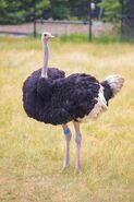 Ostrich (Animals)