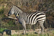 Plains Zebra as Iguanodon