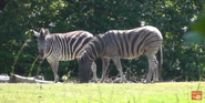 Woodland Park Zoo Zebras
