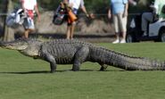 Alligator mississippiensis