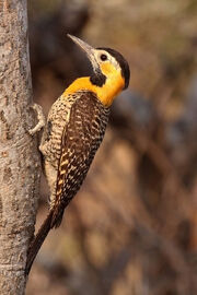 Campo flicker (Colaptes campestris) female.jpg