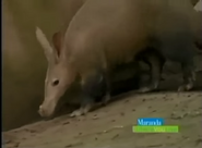 Detroit Zoo Aardvark
