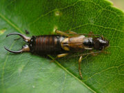 Earwig, European.jpg