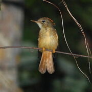 Flycatcher, Amazonian royal.jpg