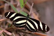 Heliconius charithonia.jpg