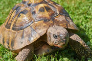 Hermanns tortoise shutterstock 785123584.jpg